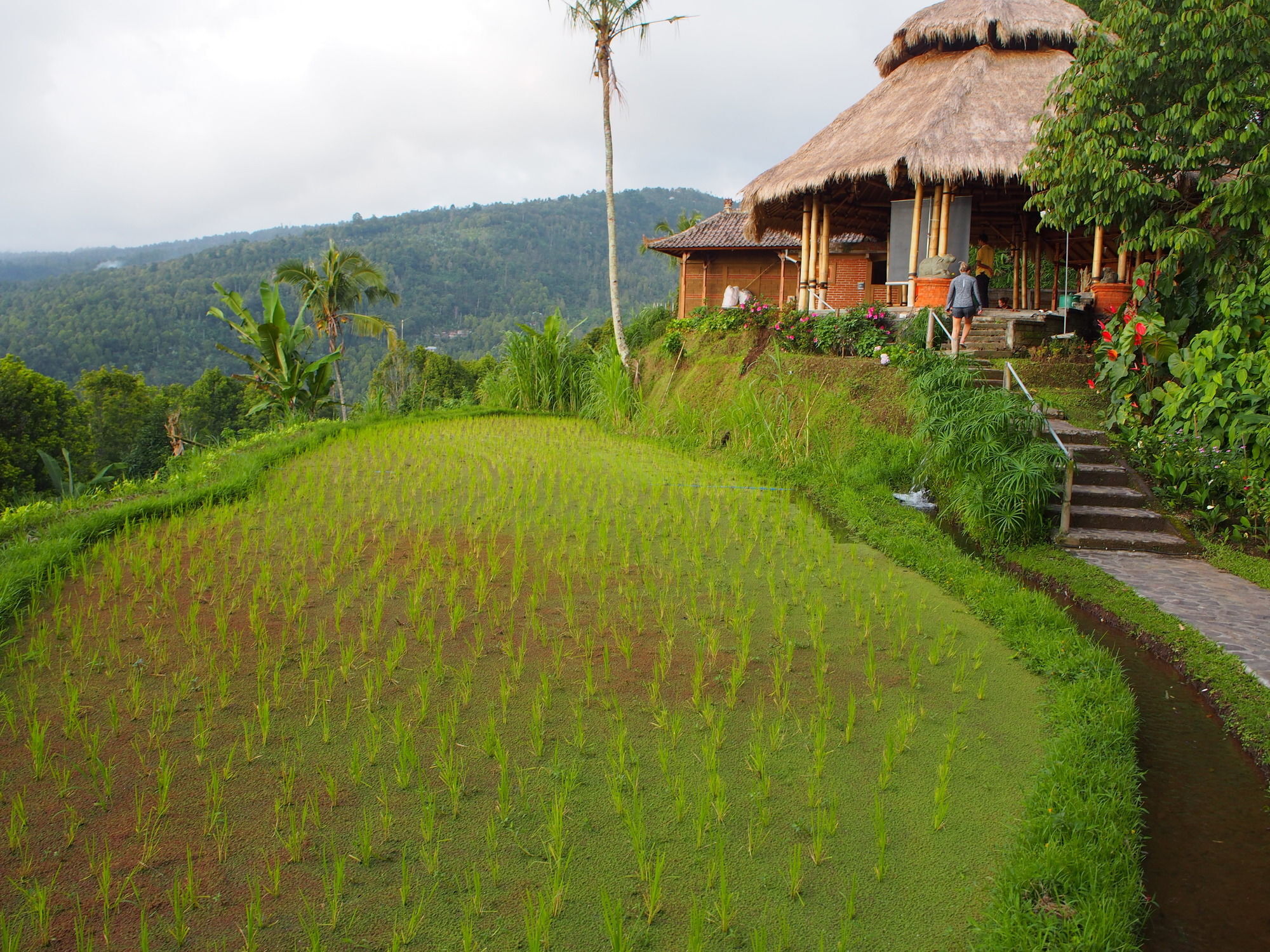 Puri Lumbung Cottages Gobleg  Exterior photo