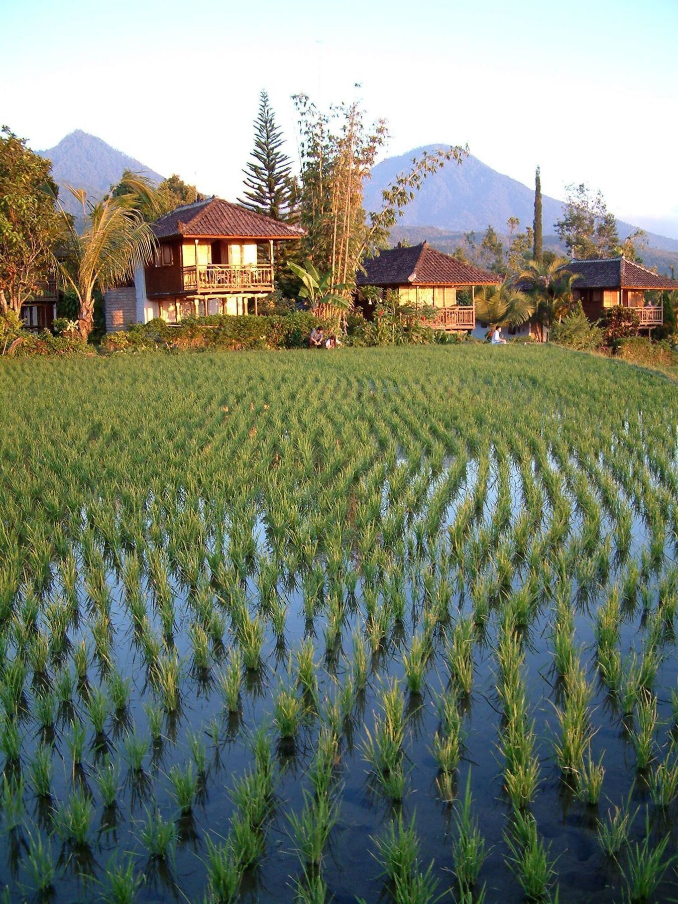Puri Lumbung Cottages Gobleg  Exterior photo